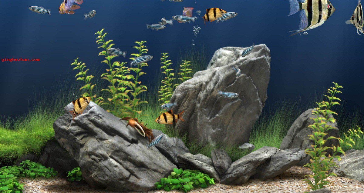 梦幻水族馆动态屏保界面截图